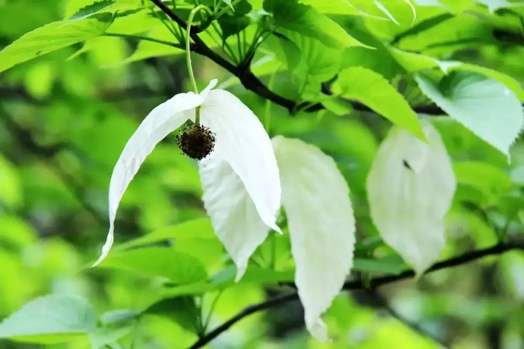 国家一级保护植物有哪些（国家五种一级保护植物）