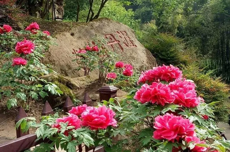 清明去哪儿？成都出发9条线路，踏青赏花逛古镇，采茶逗鹿看石刻