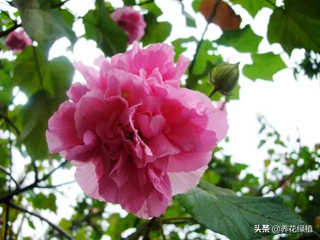 芙蓉花的寓意和养护技巧（谈谈芙蓉花的养护管理）