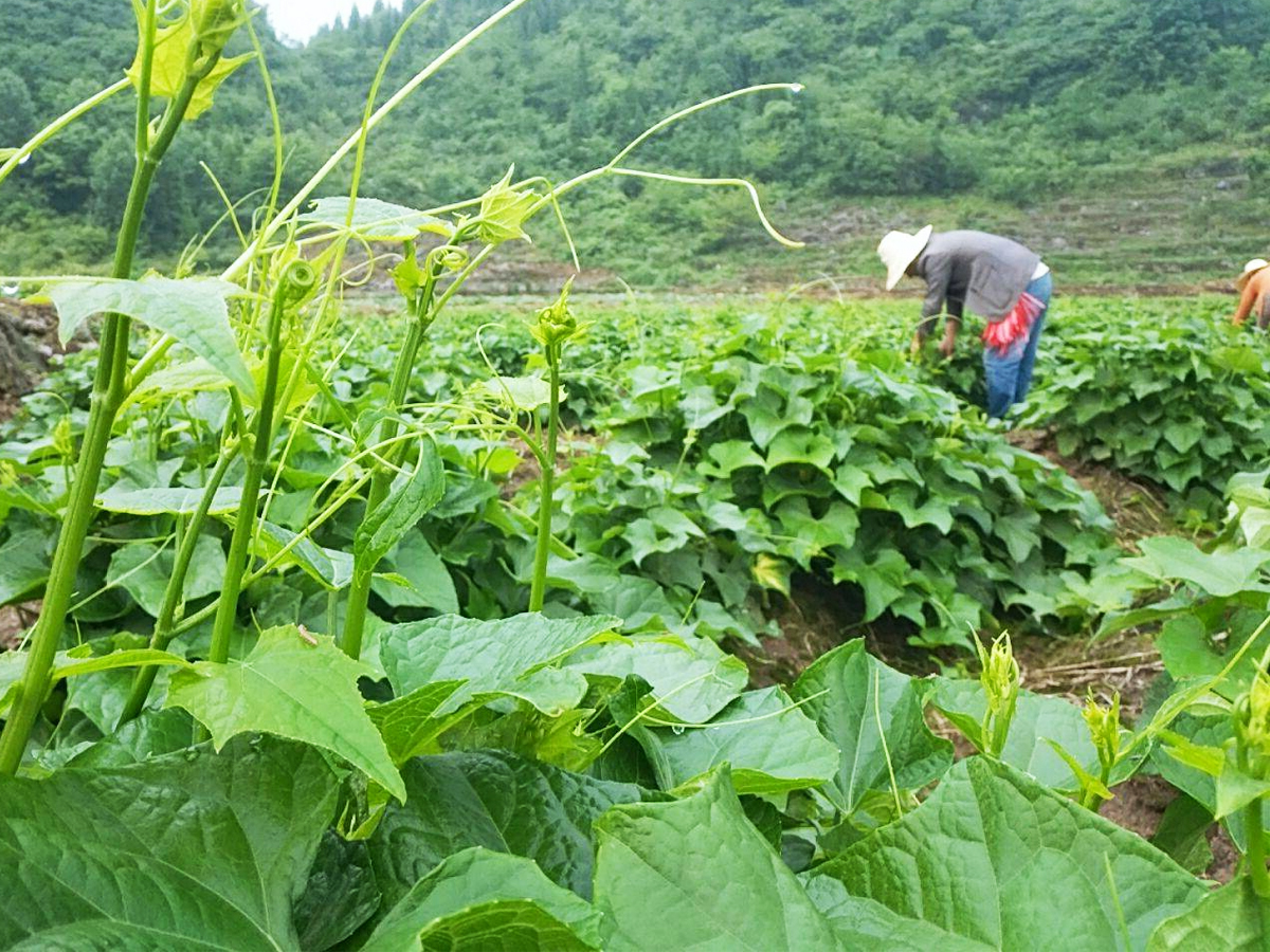 龙须菜怎么吃(夏天)