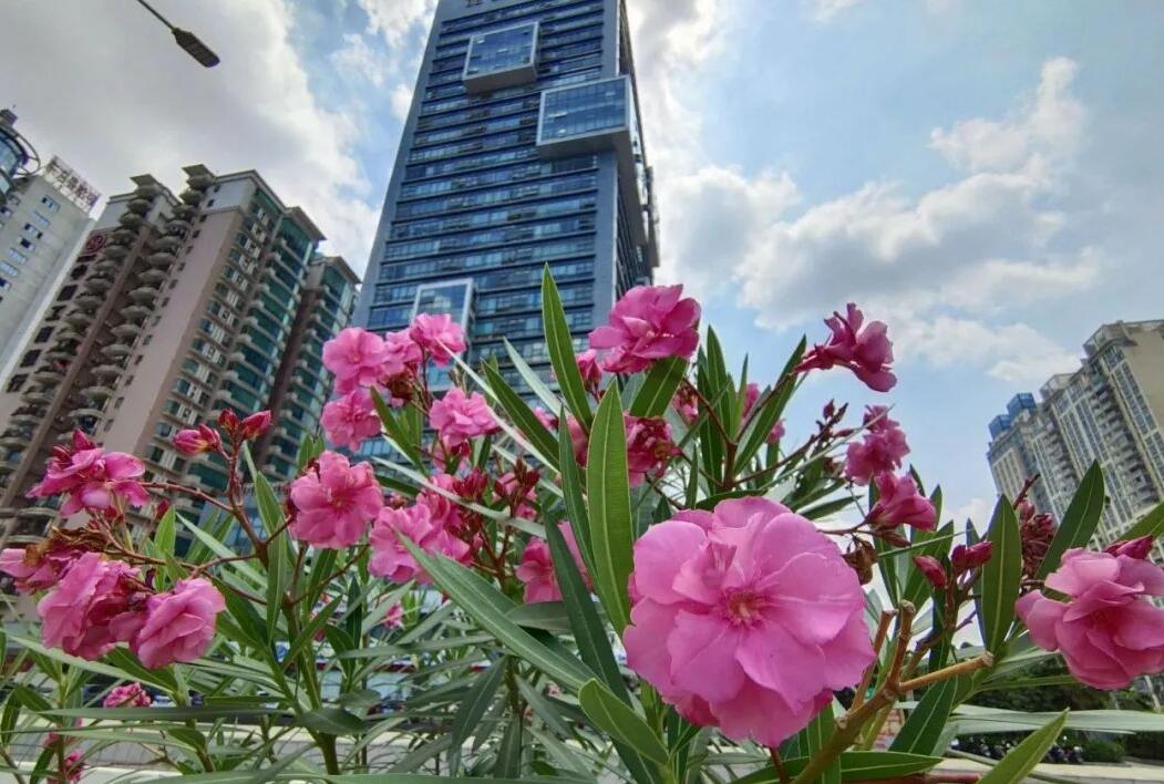 夹竹桃10片叶就可能要人命！为何还成为大城市“烂大街”的植物？