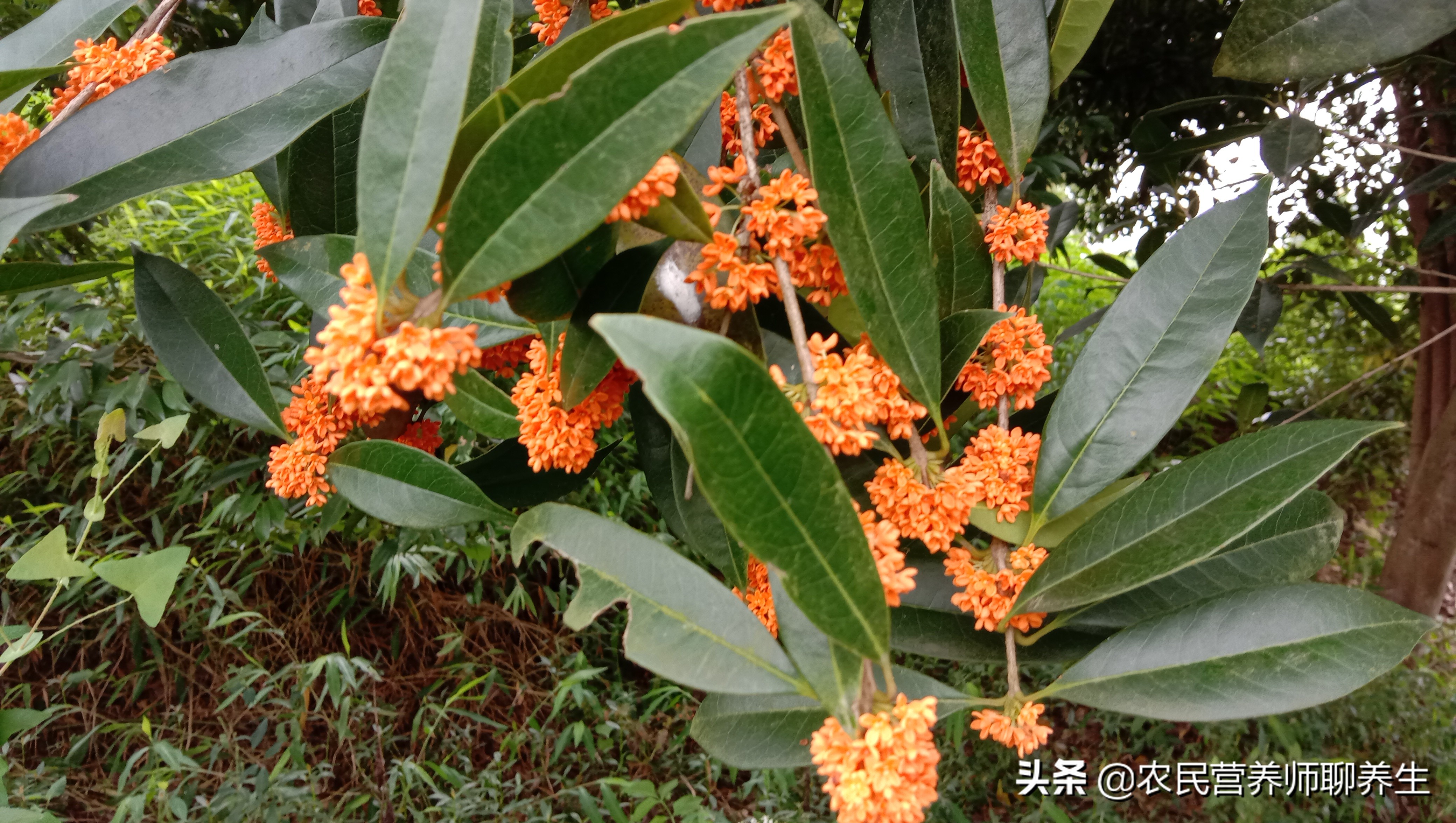 桂花果泡酒步骤图片