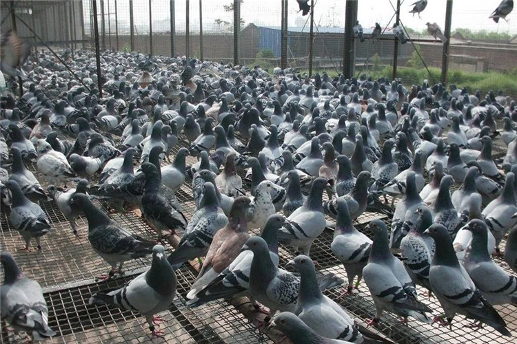 80后山东小伙回村养鸽子放飞致富梦