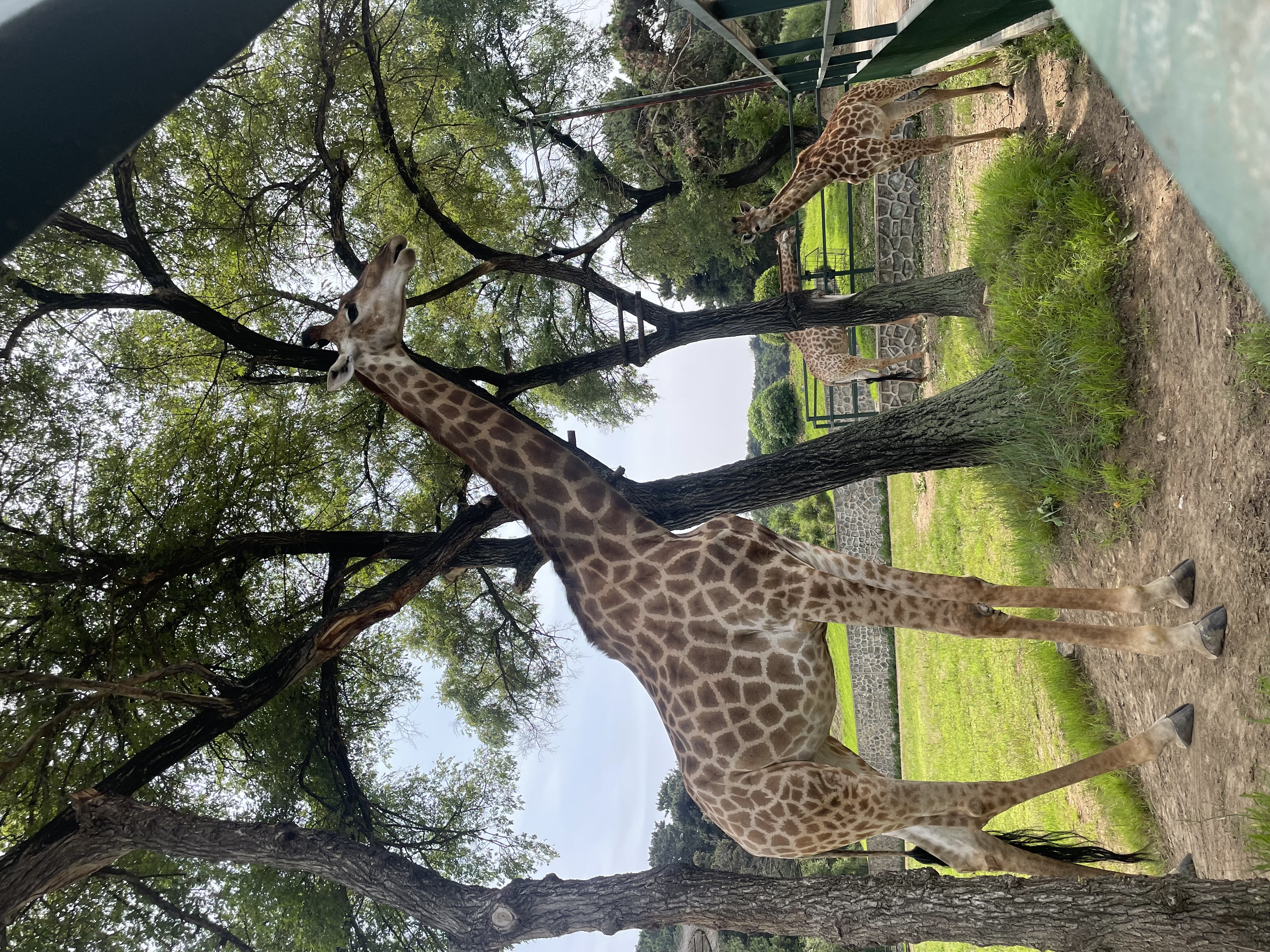 盛夏游沈阳森林动物园