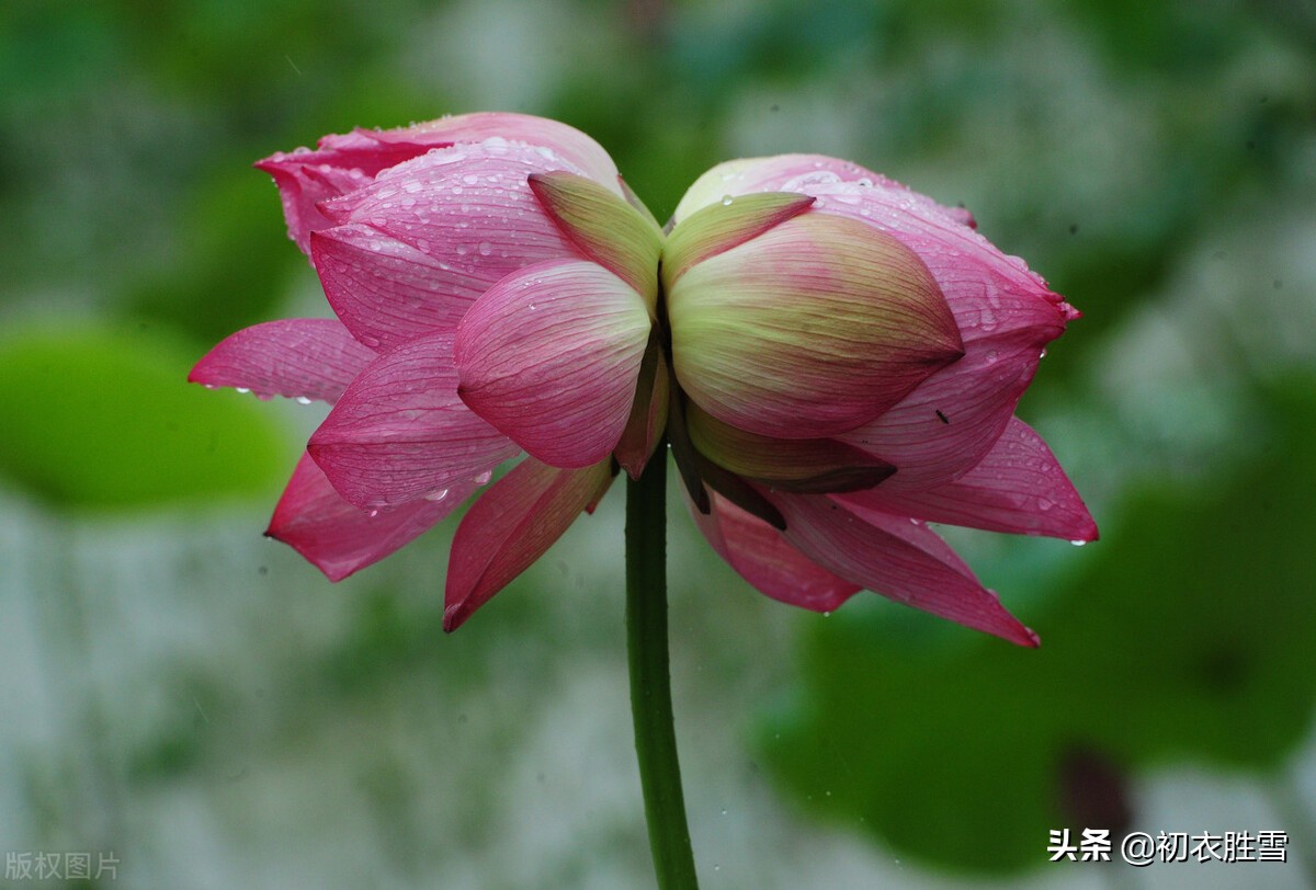 诗词里的荷塘月色8首：开花叶正圆，雾露隐芙蓉，明月小银塘