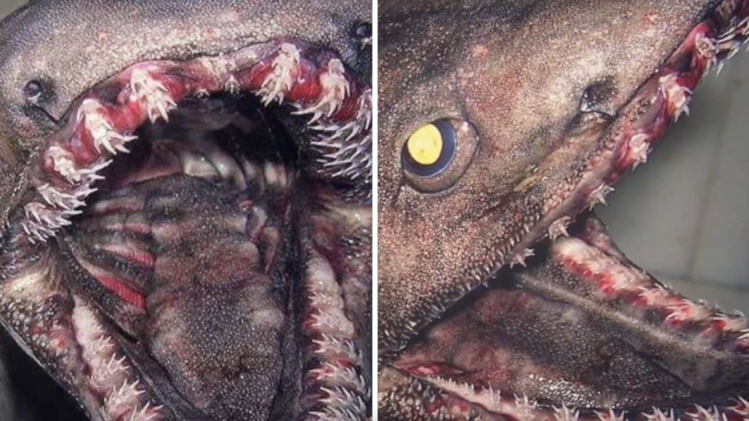 最可怕的海妖图片