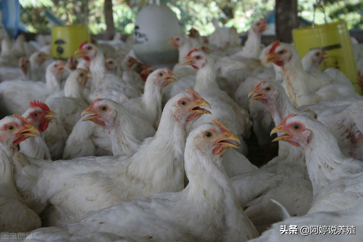 肠炎问题频繁发生，是什么原因。为什么投药不好使。特效药要选对