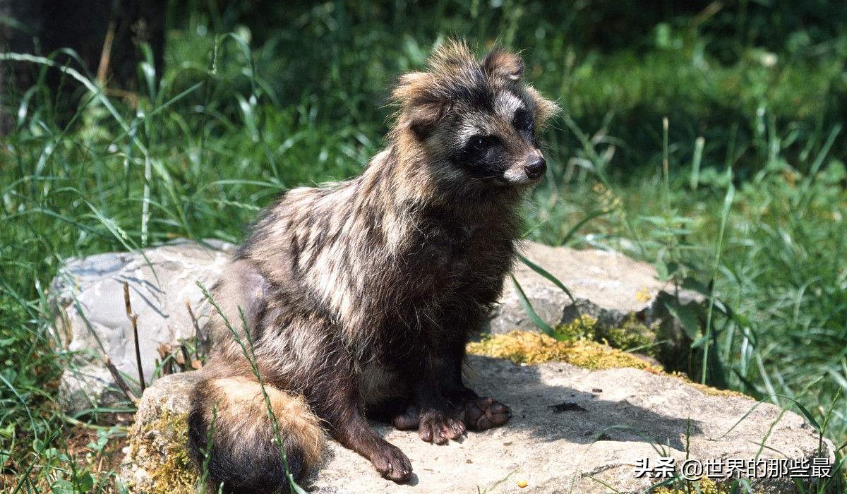 7種野生動物:因為名字和外形的緣故,它們常常會被誤會