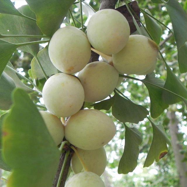 这种白果农村常见,煮粥炒菜味道不错,营养价值高对身体好