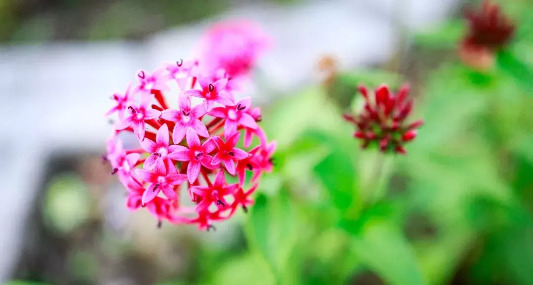 诗词 | 夜深花睡去，最念是故人