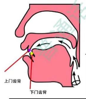 下齿背位置图片图片