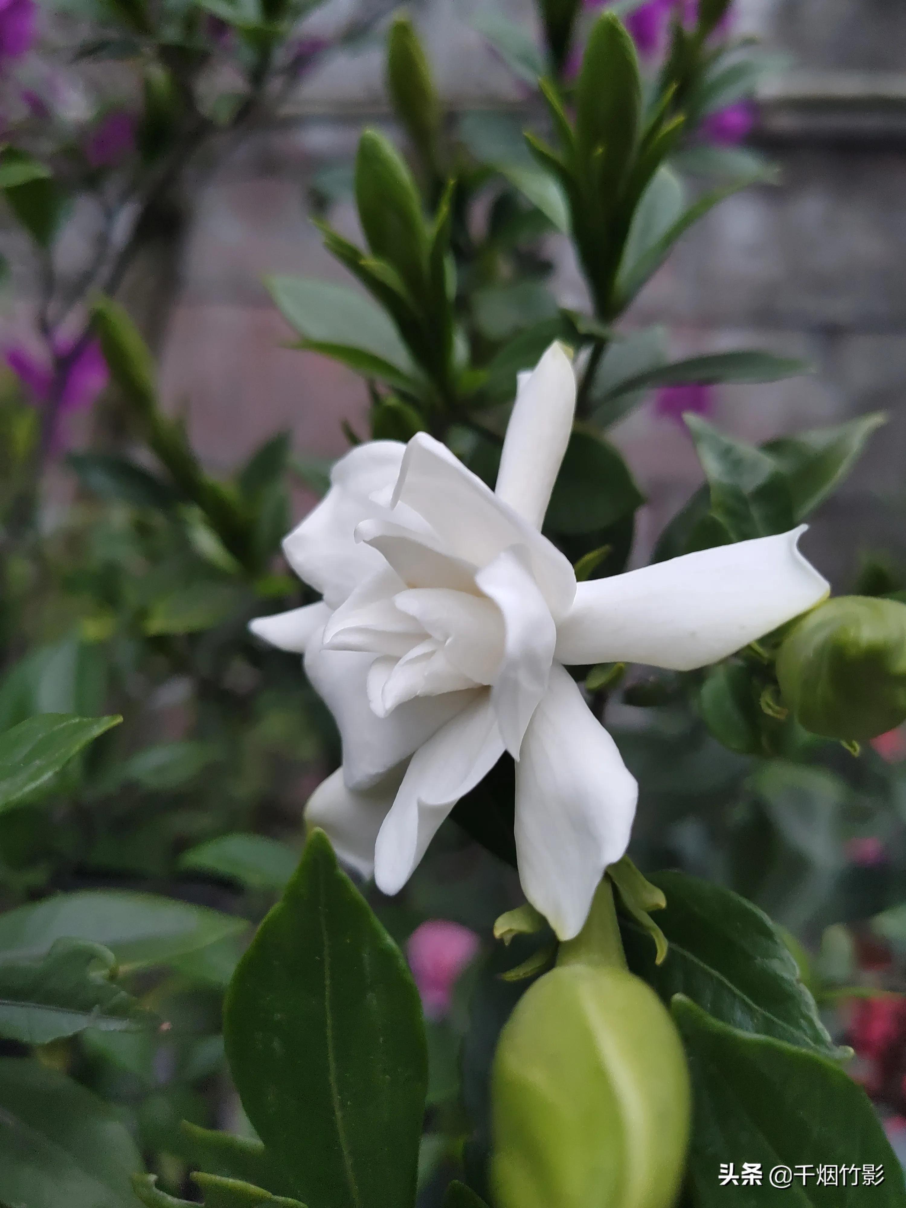 栀（zhī）子花：毕业季，和6月分不开的花