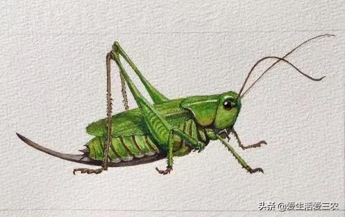 黃粉蟲收購,黃粉蟲收購商的聯系方式