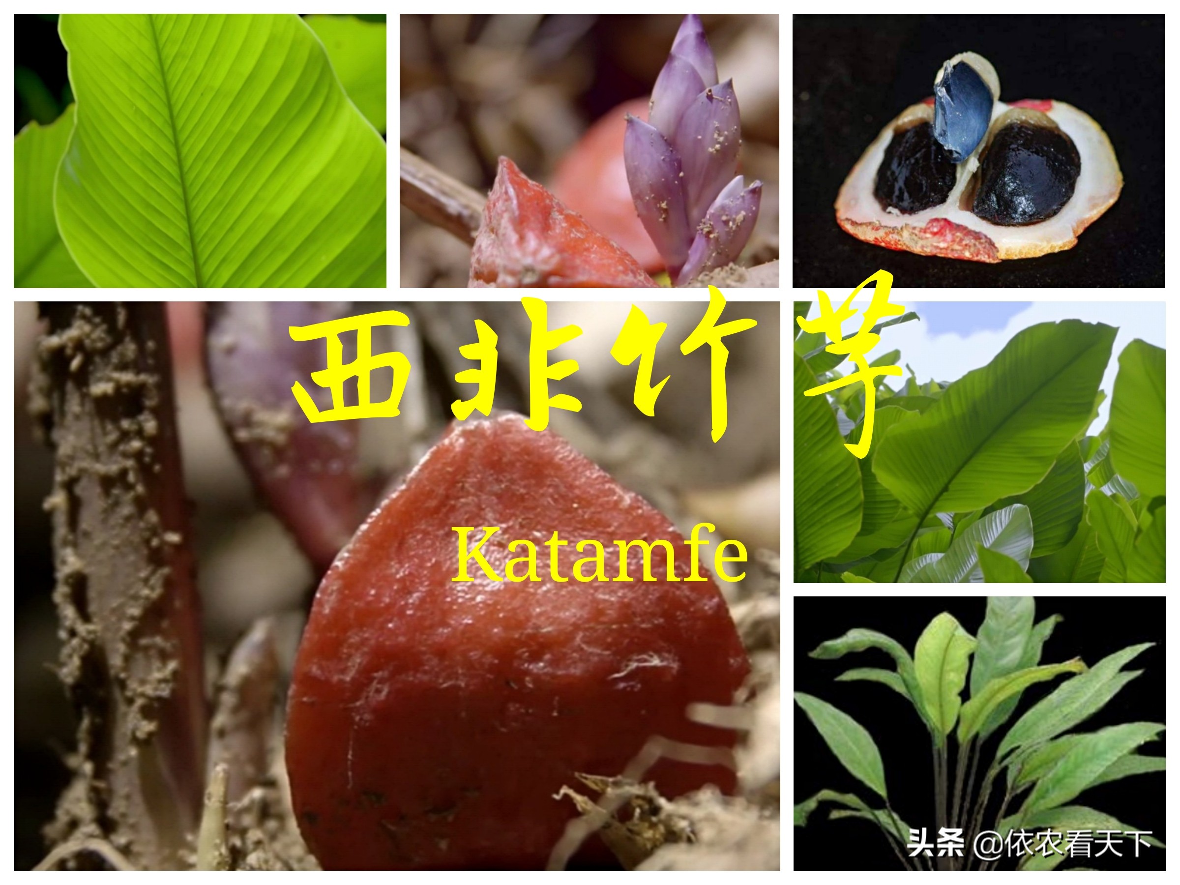 西非竹芋含有最甜的物质,吃了不会发胖升血糖,国内为啥没有种植