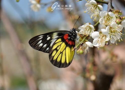 “蝶恋花”词牌诗词曲150卷：天若有情终欲问。忍教霜点相思鬓