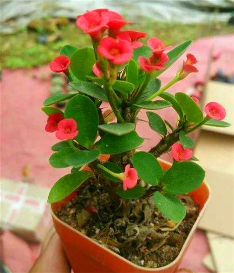 虎刺梅四季养护诀窍,因时制宜,巧妙变通,1年花开8个月