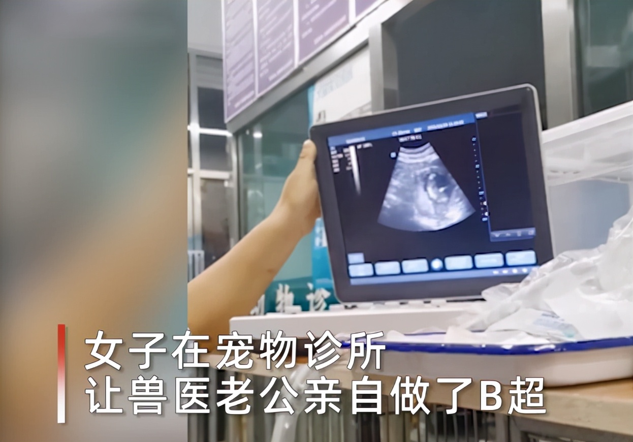 怀孕5个月，女子想看看宝宝，老公竟然带着老婆去宠物诊所做了B超