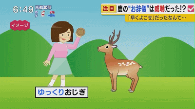 奈良小鹿一年伤了209人！8人骨折！原来鹿有这个反应是攻击的意思