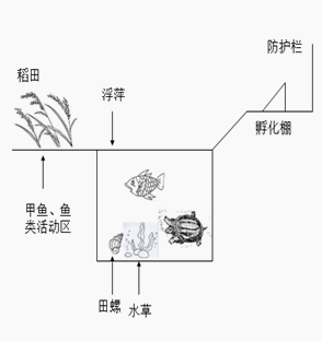 江西甲鱼苗哪里有名(一家人发展稻鳖鱼生态家庭农场，年入百万，国务院请他参加座谈会)