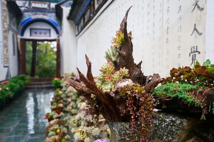 下关风吹上关花，洱海月印苍山雪——从洱海边醒来