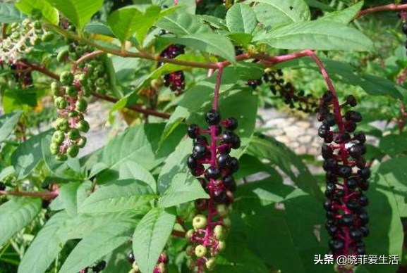 野外游玩，11种有毒植物，注意不要误食，安全第一