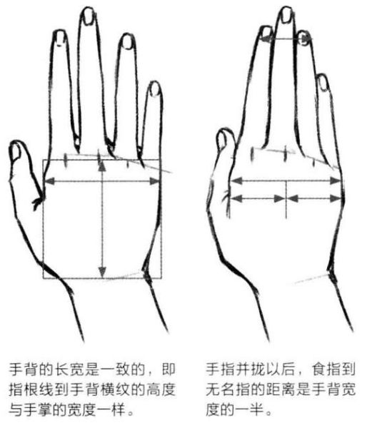 基础漫画入门-手部画法的解剖