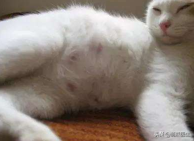 猫身上长了粉色疙瘩是生病了吗？公猫：我长奶头怎么了？