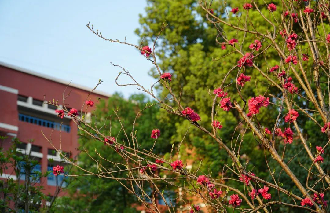 四川绵阳名列前茅4所知名好高中，一本过线率均超80%，你听说过吗