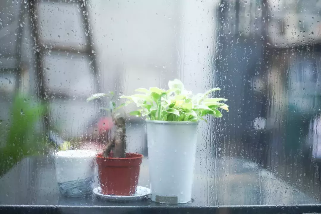 最缠绵的4首落雨诗词：静听雨打窗台，等一人归来