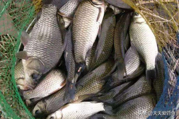 釣鯽魚餌料配方（五款自制餌料配方，鯽魚瘋狂著迷，雜魚不沾，盛夏野釣大板鯽必備）