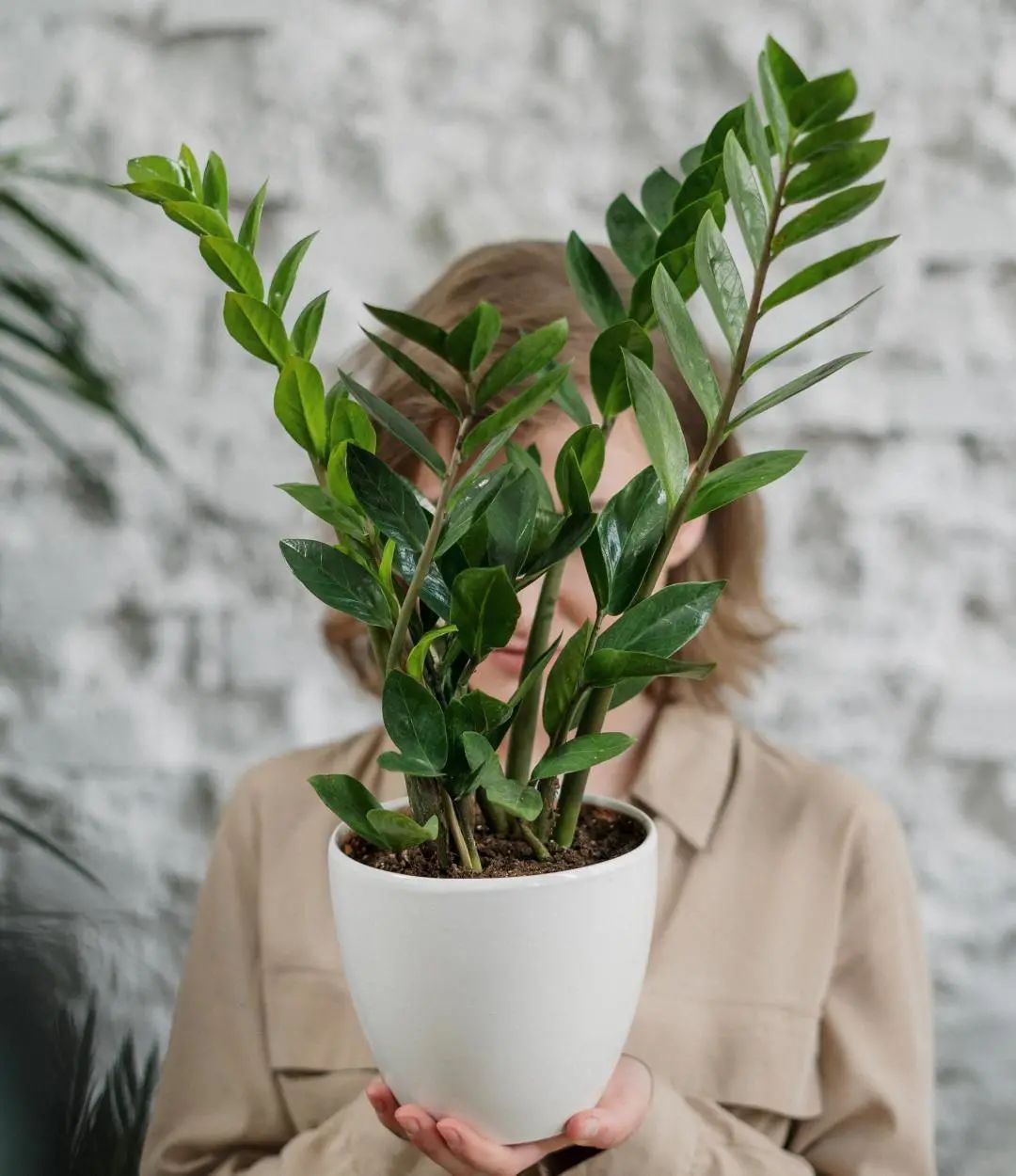 常见50种植物（50种常见的室内盆栽绿化植物）