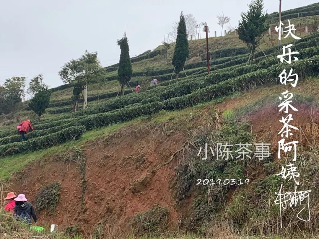 春茶季的朋友圈，尽是娇艳的少女，却忽视了主角，采茶的老阿姨们