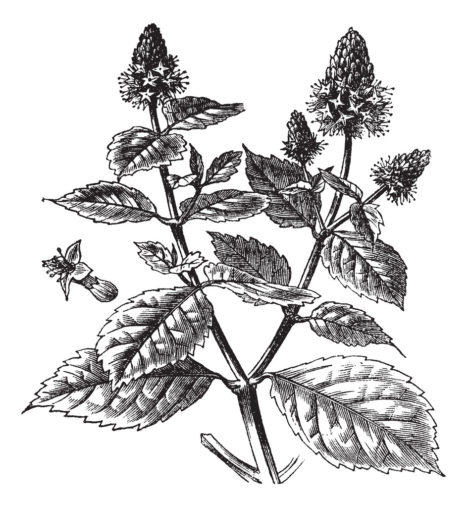 为什么藿香正气成为新冠肺炎医学观察期的推荐用药?