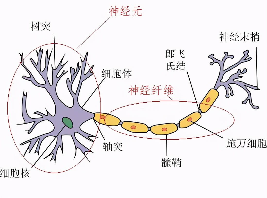 自律细胞动作电位图片