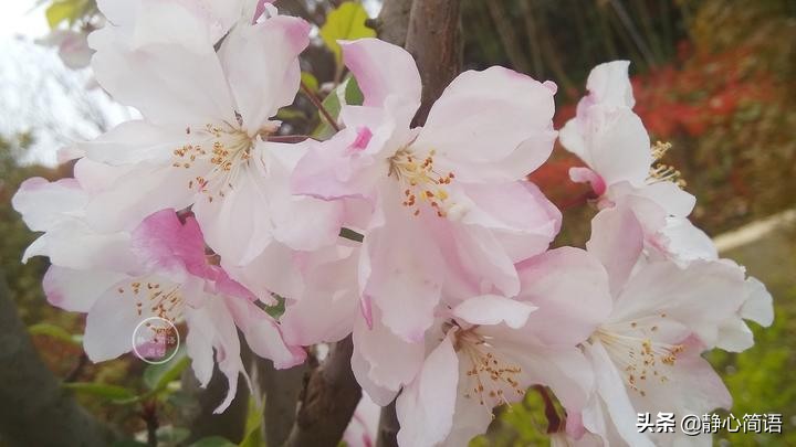 故乡是心头的小鸟，栖息成一生的眷恋