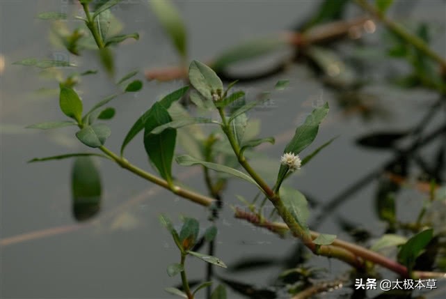 水马齿苋,见过吗?可用于乙脑,流感初期,湿疹,带状疱疹