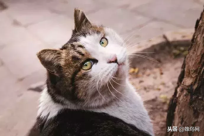 蜂鸟世界杯(故宫最招人爱的御猫，走了……)