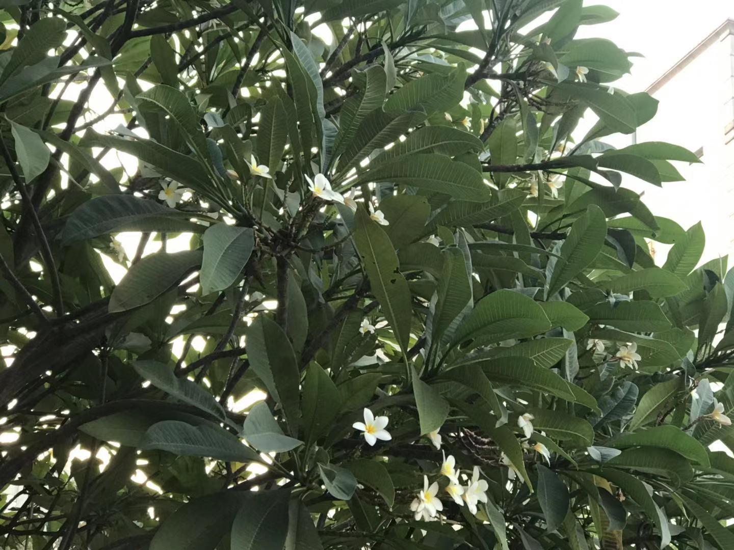 水翁花的功效与作用(这种花香味十足 行就行