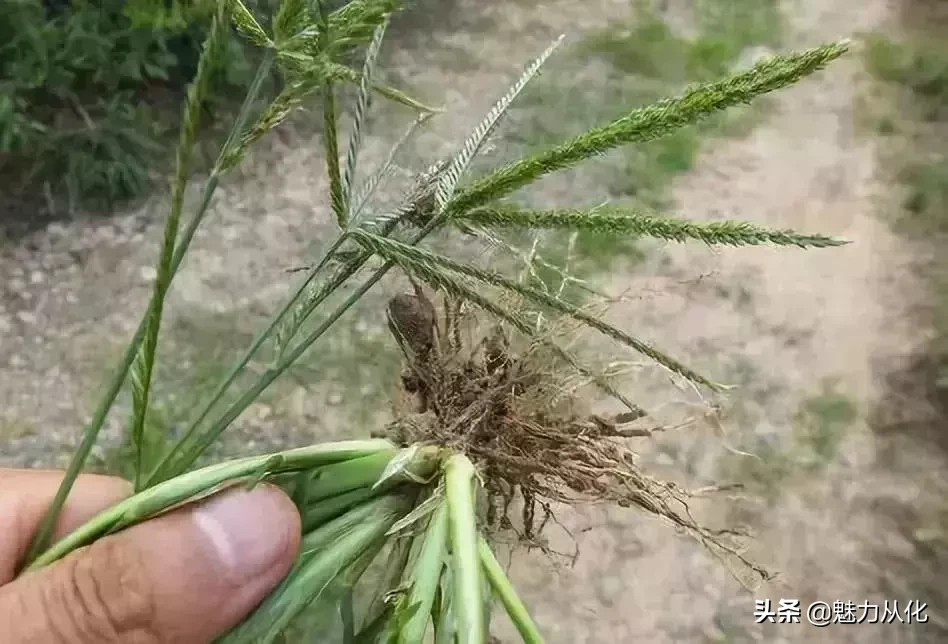 牛根草的功效与作用-我的快乐小窝