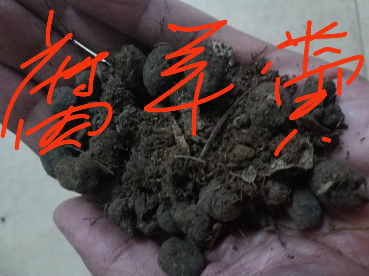 兰花肥料用什么好(兰花最喜欢的“有机肥”，农村随便捡，不花钱，养兰花最有效)