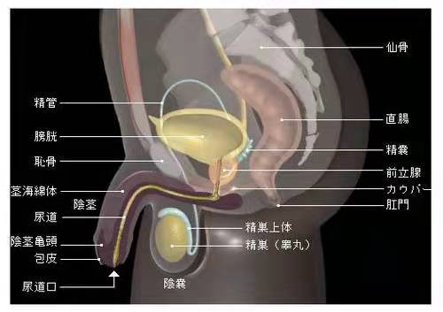 前列腺增生的治疗方法以及秋季预防措施