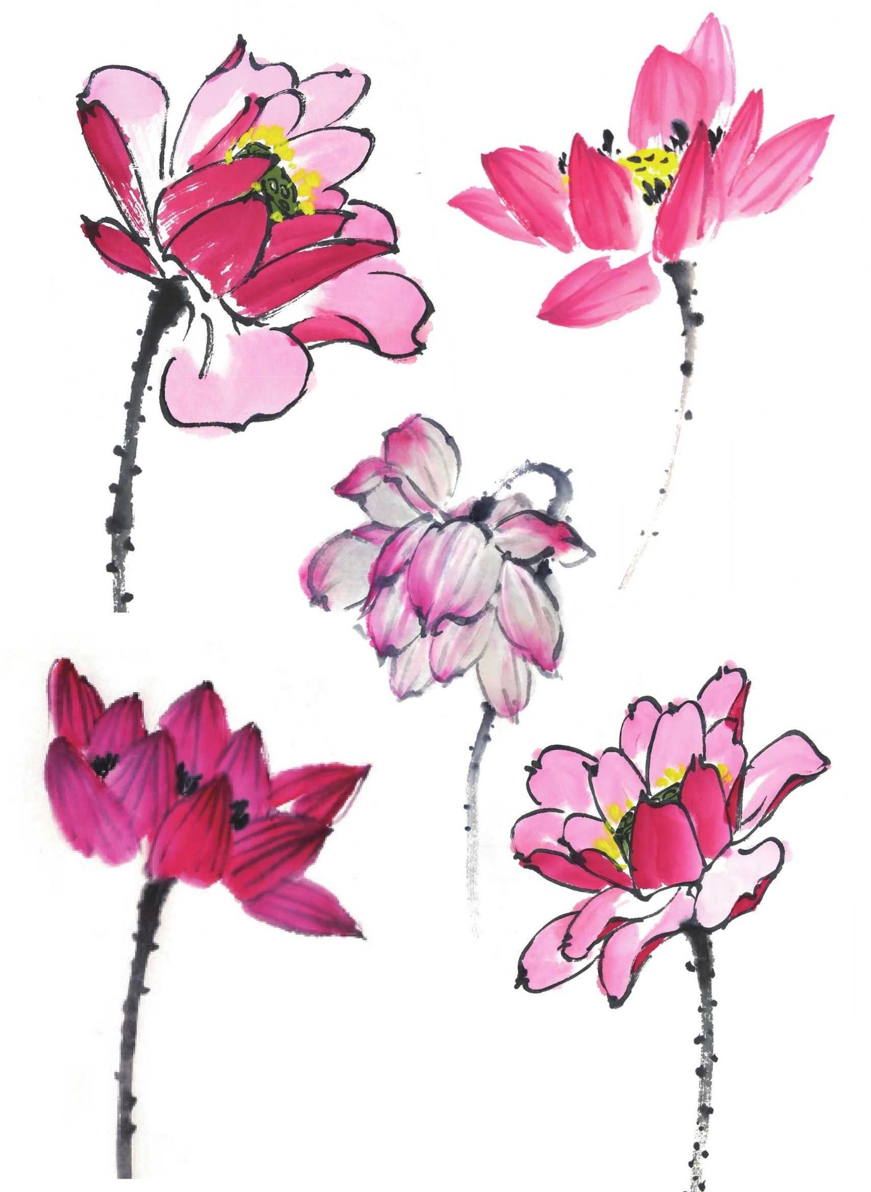 零基础国画教程:分步骤讲解荷花的画法,学会画荷花很简单,学习