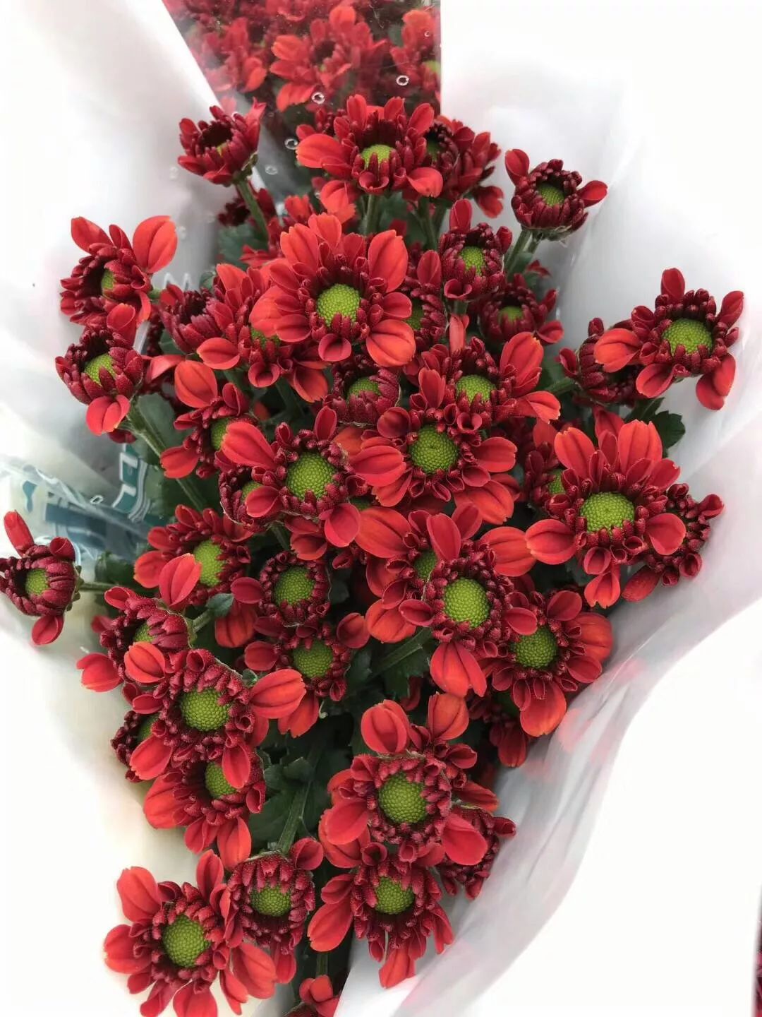 小雏菊花期（小雏菊花期较长养护得当可更长）