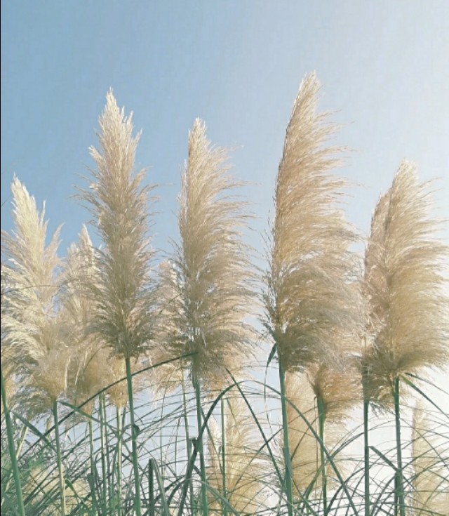 那些关于秋天的成语，美，而且忧伤