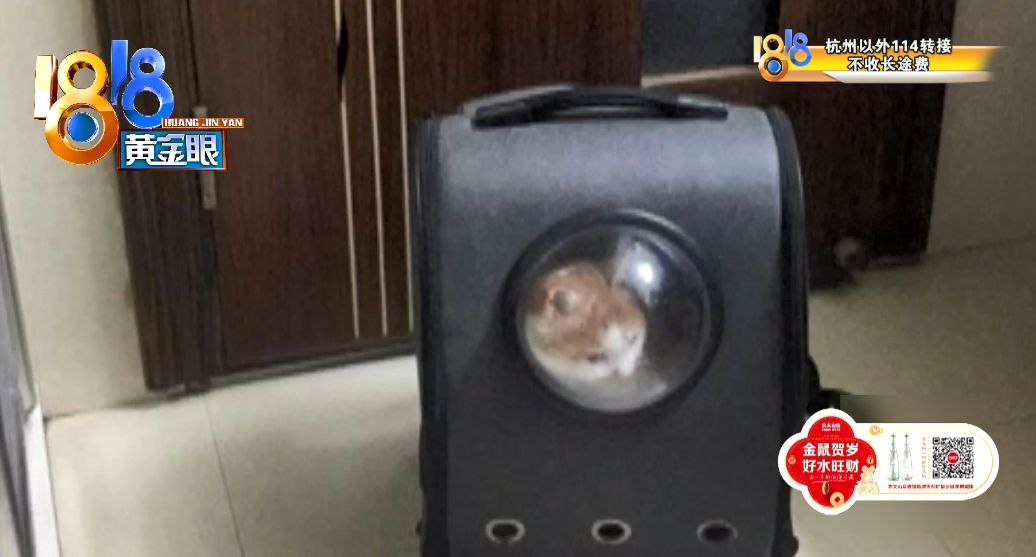 老爸带猫坐大巴，拒交“带猫费”，被司机打？有这样的收费吗？