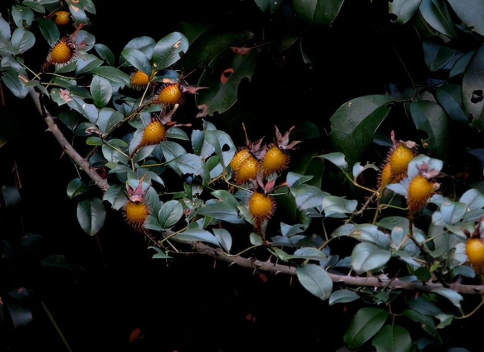 等着和我奶奶,老妈准备一起去山里采摘"糖罐子"