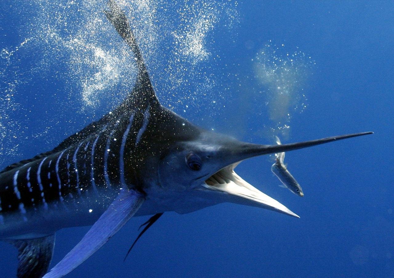 也正因如此,许多动物都对它们避之不及,即使是鲨鱼在面对疾驰的旗鱼时