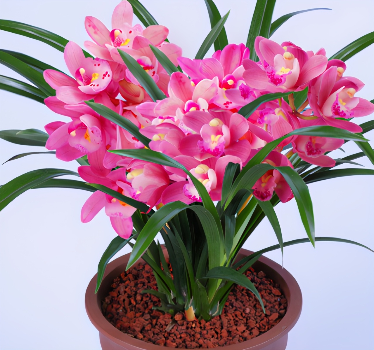 比香水还香的兰花,花色浪漫,好养易活,新手也能养爆盆