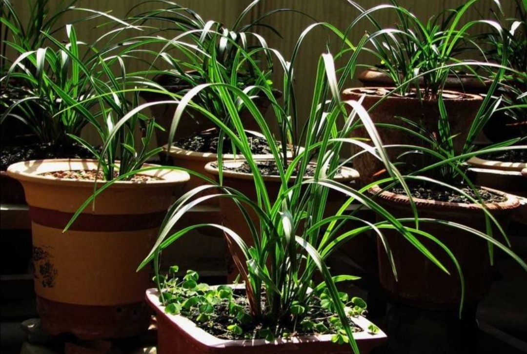 兰花的养殖方法和注意事项 盆栽 兰花养殖方法与技巧-千百号