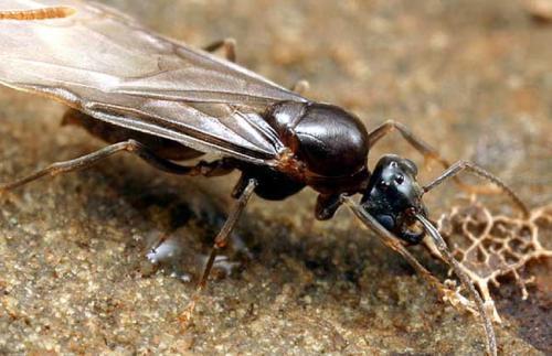 雄蚁和雌蚁的图片(一文详解两个会飞的蚂蚁)